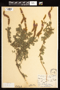 Dalea villosa image