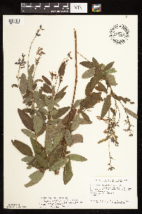 Desmodium canadense image