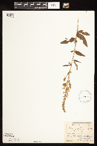 Desmodium canadense image