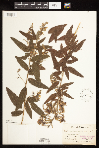 Desmodium canadense image