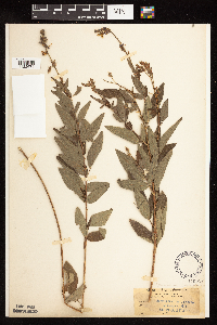 Desmodium canadense image