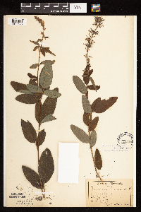 Desmodium canadense image