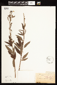 Desmodium canadense image