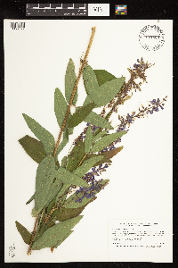 Desmodium canadense image