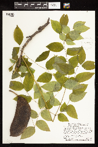 Gymnocladus dioicus image