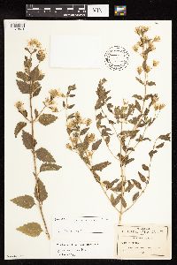 Media resource of Brickellia lemmonii