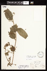 Media resource of Cestrum reflexum