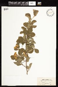 Image of Crataegus tracyi
