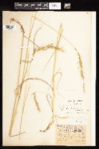 Media resource of Elymus canadensis