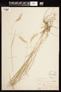 Elymus canadensis var. canadensis image