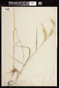 Elymus canadensis var. canadensis image