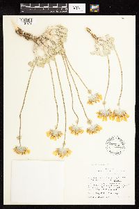 Enceliopsis nudicaulis image