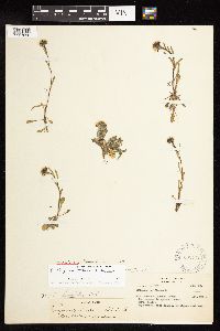 Image of Erigeron denalii