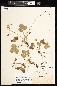 Fragaria vesca image