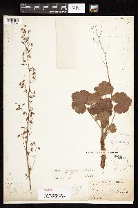 Heuchera rubescens image