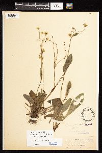 Krigia biflora image