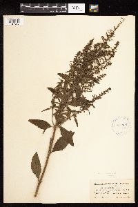 Iva frutescens image