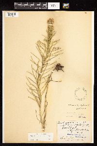 Thumbnail image of current specimen