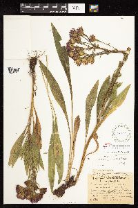 Liatris ligulistylis image