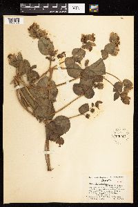 Mirabilis macfarlanei image