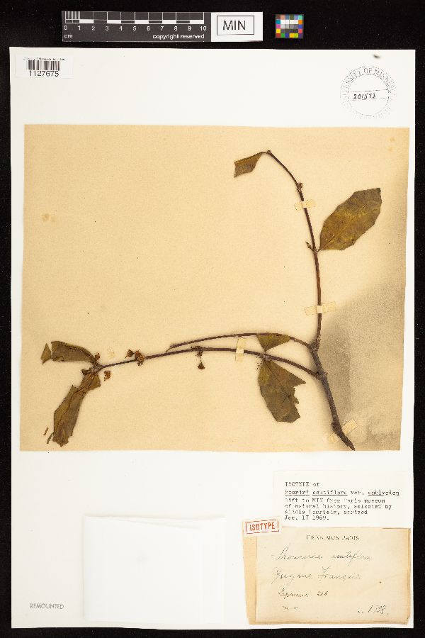 Mouriri acutiflora image
