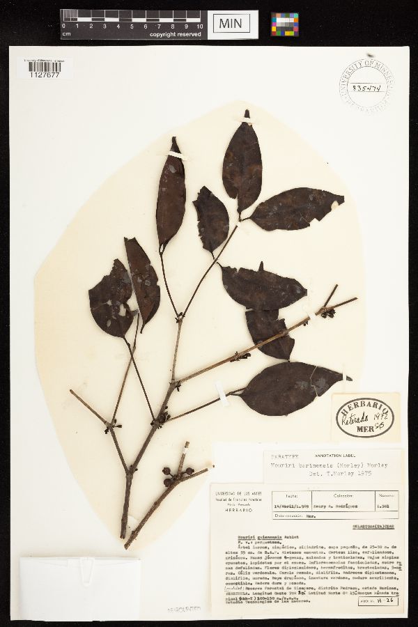 Mouriri barinensis image