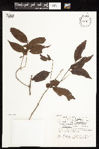 Mouriri barinensis image