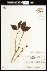 Mouriri barinensis image