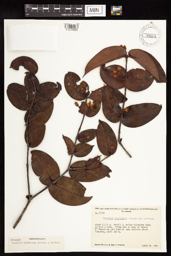 Mouriri uncitheca image