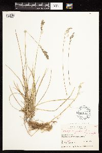 Poa pratensis subsp. agassizensis image