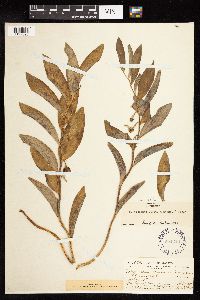 Polygonatum biflorum image