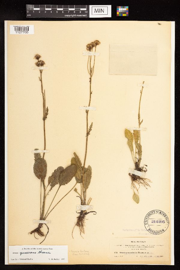 Packera hartiana image