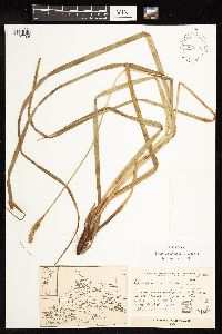 Image of Uncinia andina