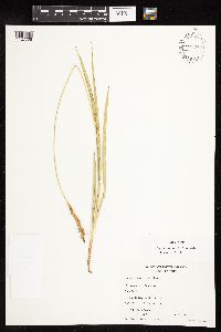 Uncinia andina image