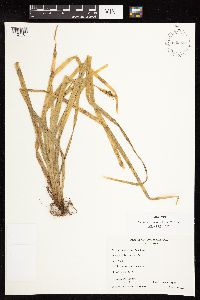 Image of Uncinia araucana