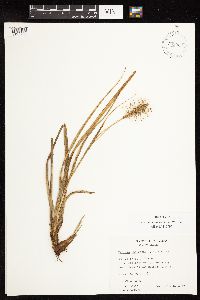 Image of Uncinia chilensis