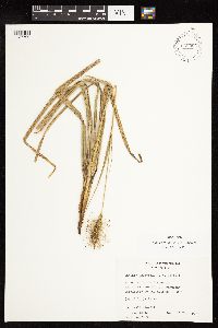 Uncinia chilensis image