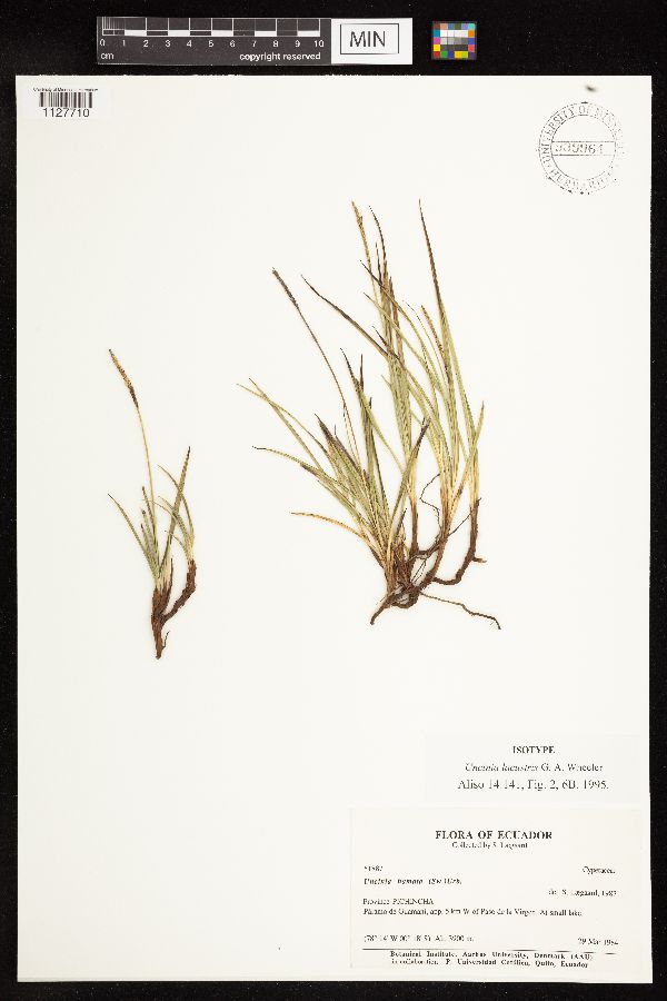 Uncinia lacustris image