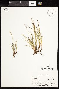 Image of Uncinia lacustris
