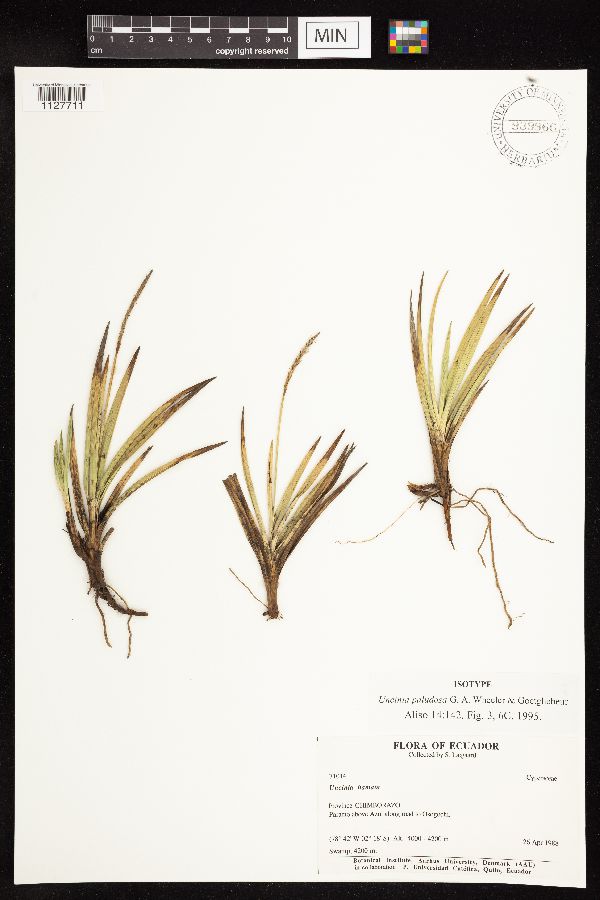 Uncinia paludosa image