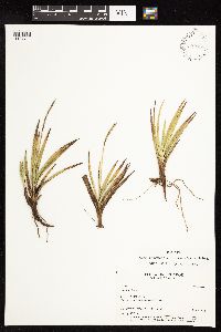 Image of Uncinia paludosa