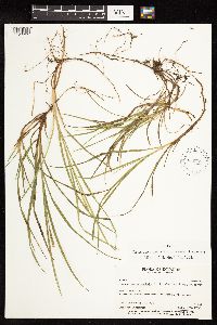 Image of Uncinia subsacculata
