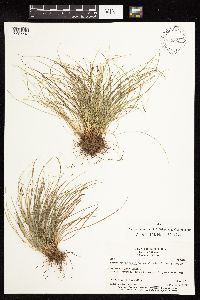 Image of Uncinia tenuifolia