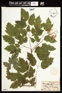 Actaea rubra image