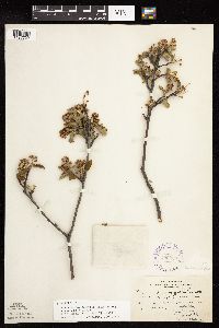 Amelanchier humilis image
