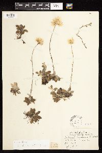 Antennaria neglecta image