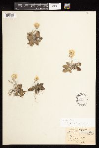 Antennaria neglecta image