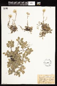 Antennaria neglecta image