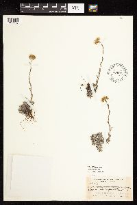 Antennaria alpina image