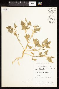 Atriplex glabriuscula image